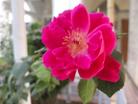 A pink rose is blooming in front of a building photo