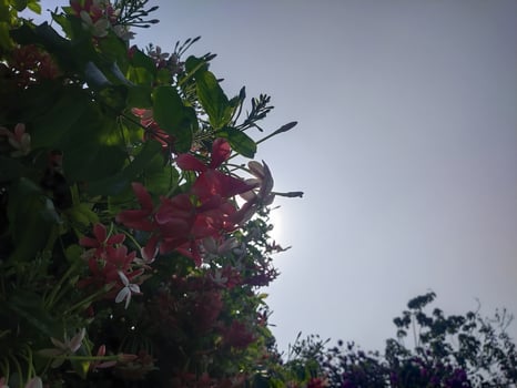 Pink flowers under the sun photo