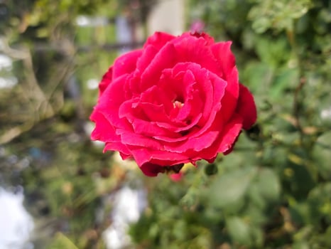Beautiful red rose in the garden. photo