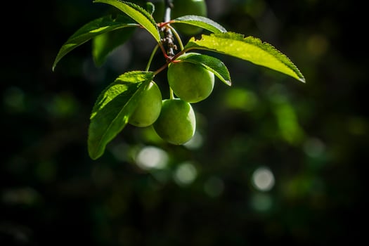 A closeup photo of three green cherries on a tree branch in spring