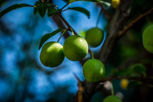 A photo of green cherries on a tree branch in spring