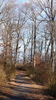 The forest view with the narrow country road across them in winter photo