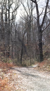 The forest view with the narrow country road across them in winter photo