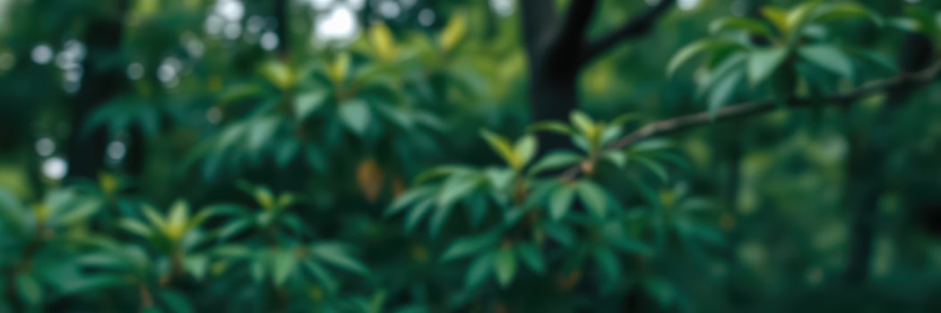 Lush green foliage with soft natural light filtering through the leaves in a tranquil forest setting during daytime photo