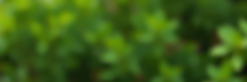 Vibrant green foliage in a sunny garden showcasing the beauty of nature during the afternoon hours photo