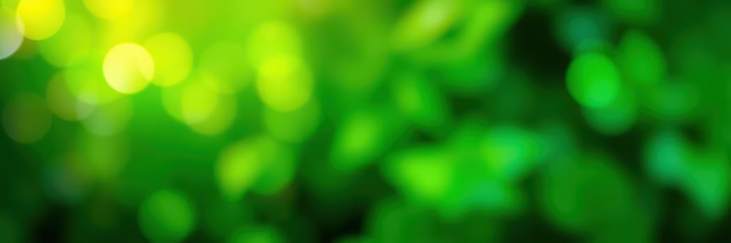 Lush green foliage glowing under soft sunlight filters through the trees in a serene natural setting photo