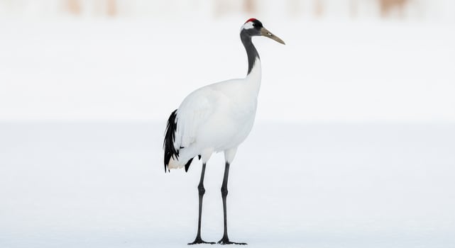 Graceful red-crowned crane standing in snowy landscape for wildlife and nature themes photo