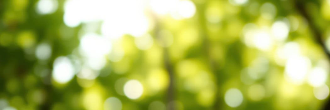 Soft green bokeh creates a tranquil atmosphere in a sunlit forest setting during the afternoon photo