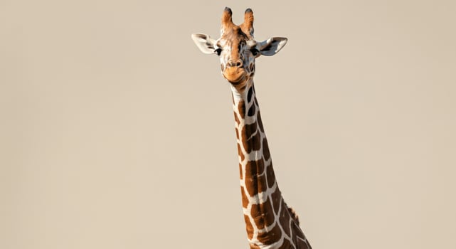 Majestic giraffe portrait against neutral background for nature and wildlife design photo