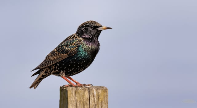 European starling perched on wooden post under soft blue sky photo
