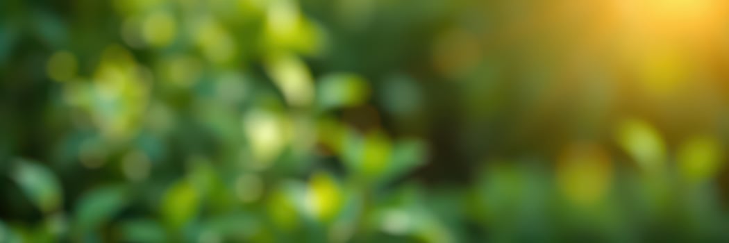 Sunlight filters through green leaves in a serene outdoor setting during the late afternoon photo