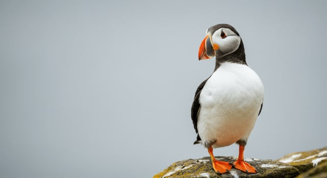 Atlantic puffin perched on rocky cliff with overcast sky background photo