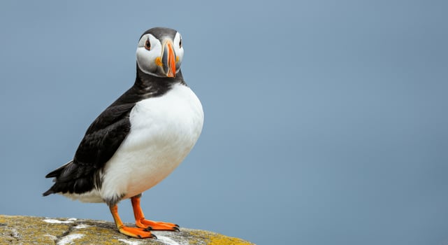 Atlantic puffin standing on cliff against clear blue sky photo