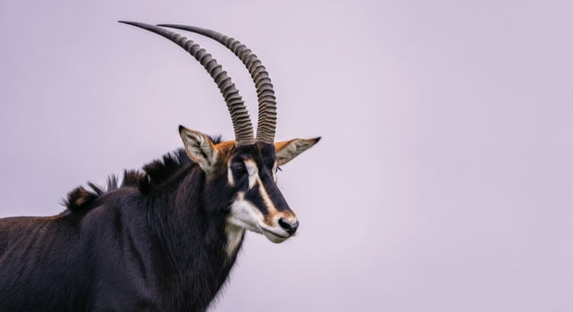 Majestic sable antelope with striking horns in natural habitat against soft sky photo