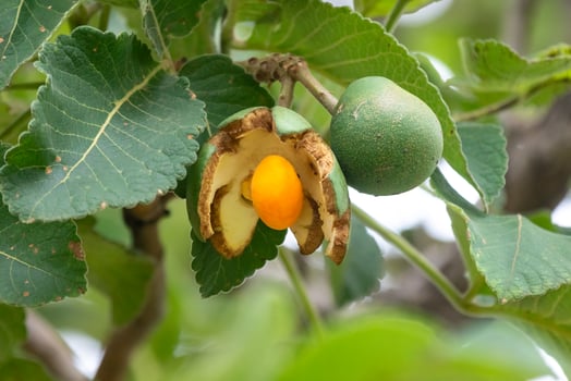 Ripe Pequi fruit Caryocar brasiliense, wild fruits typical of the Brazilian cerrado biome. photo