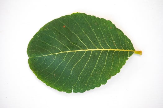 Pequi leavel Caryocar brasiliense, wild fruits typical of the Brazilian cerrado biome. photo