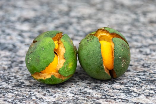 Ripe Pequi fruit Caryocar brasiliense, wild fruits typical of the Brazilian cerrado biome. photo