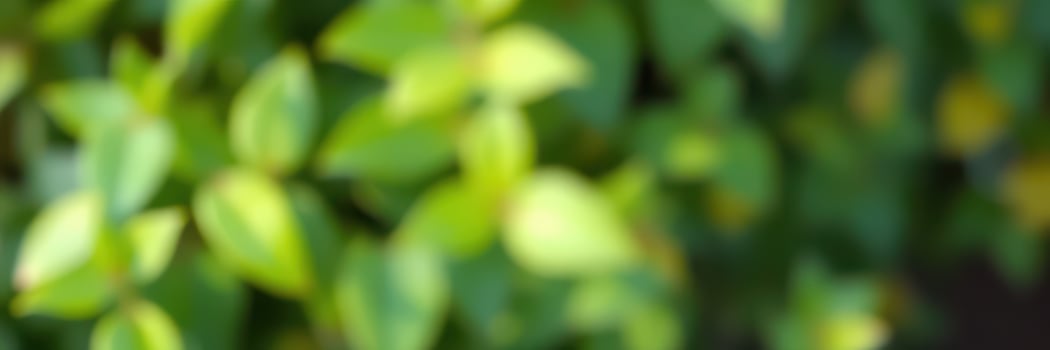 Vibrant green foliage captured in bright natural light, highlighting the beauty of plant life outdoors photo