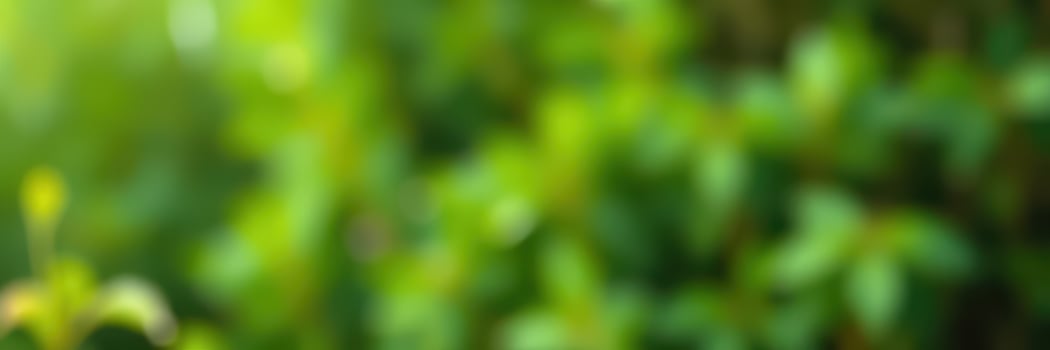 Green blurred background with soft natural light illuminating foliage in a tranquil outdoor setting during daytime photo