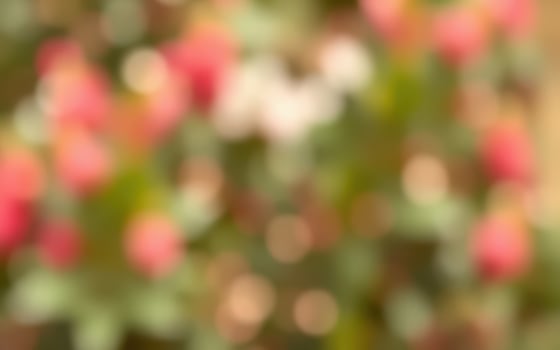 Vibrant garden blooms with colorful flowers in soft focus during a sunny afternoon photo