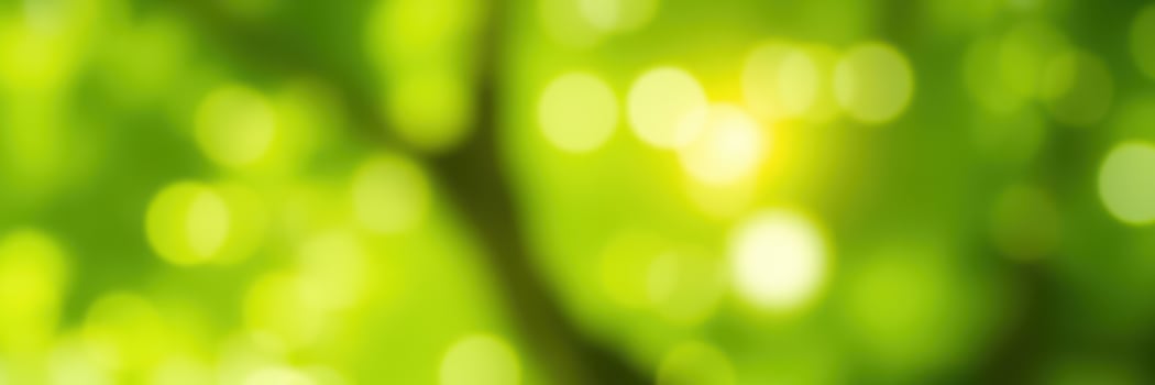 Vibrant green foliage with sunlight filtering through in a serene forest setting photo
