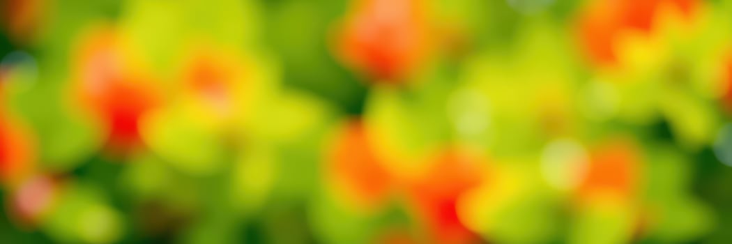 Vibrant garden filled with colorful flowers in bloom during a sunny afternoon photo