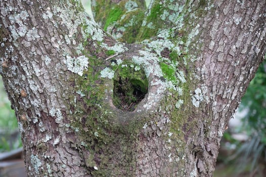 Rustic rainforest tree bark texture photo