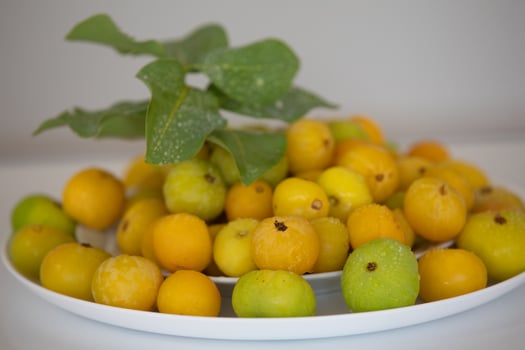 Ripe edible wild fruit from the Brazilian cerrado biome, fruit known as cagaita Stenocalyx dysentericus of the Magnoliopsida class and the Myrtaceae family. photo