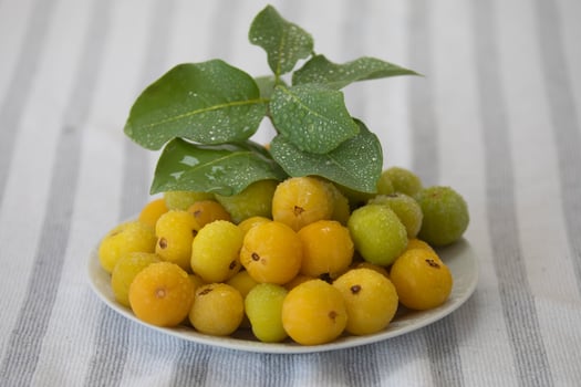 Ripe edible wild fruit from the Brazilian cerrado biome, fruit known as cagaita Stenocalyx dysentericus of the Magnoliopsida class and the Myrtaceae family. photo