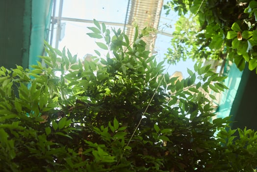 Lush and Vibrant Greenery Flourishing Beneath a Beautifully Transparent Roof Above photo