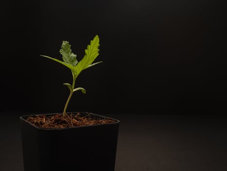 Cannabis seedling in a potted plant against a black background photo