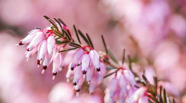 Pink Erica carnea flowers , winter Heath in the garden in early spring photo