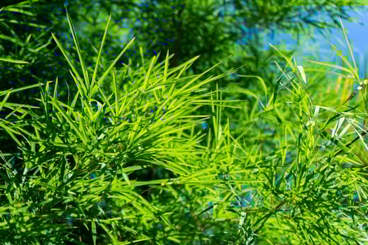 Fresh bamboo leaves with blur background photo