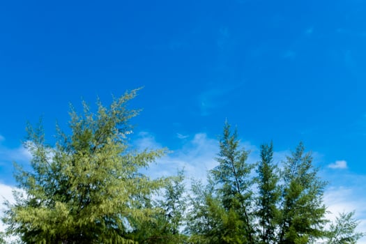 Pine tree with blue sky background. photo