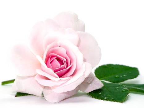 Pink of Damask Rose flower on white background. photo