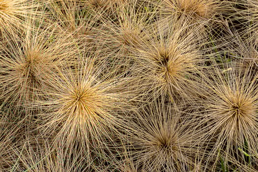 Close up dry Spinifex littoreus grass on the beach. photo