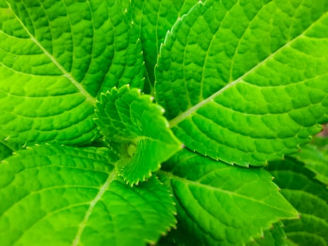 Close-Up of Fresh Green Leaves photo