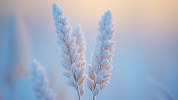 Frost-Covered Grass Blades in Soft Light photo