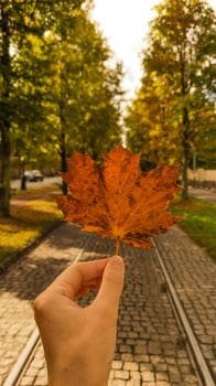 Woman holding red maple leaf during autumn in Stromovka Park. Vertical mobile photo