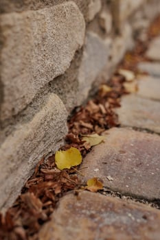 Yellow leaf standing out from the crowd of brown leaves in Vysehrad Prague photo