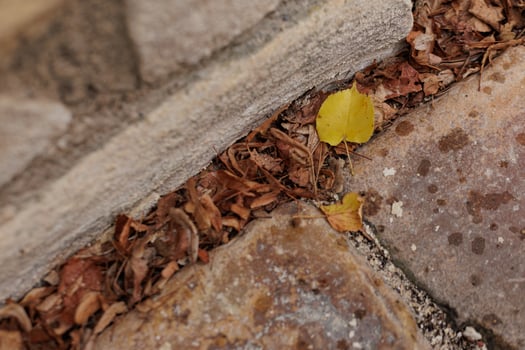 Single yellow leaf standing out from the crowd in Vysehrad Prague photo
