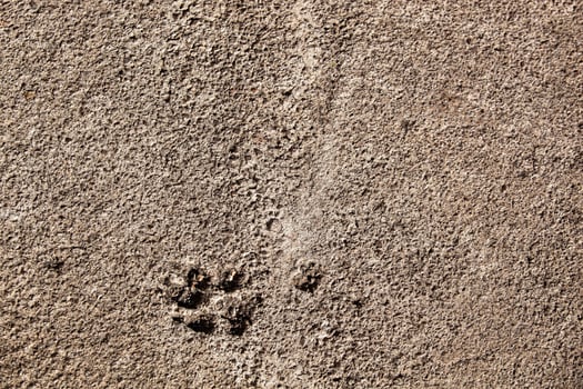 Concrete asphalt with a dog's paw print. Texture. Background for notes. Banner photo