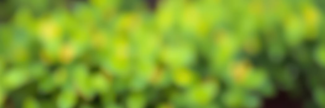 Blossoming green leaves with vibrant colors reveal nature's beauty during a sunny afternoon in a tranquil garden photo