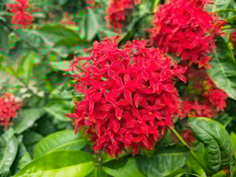 Flower closeup photography photo