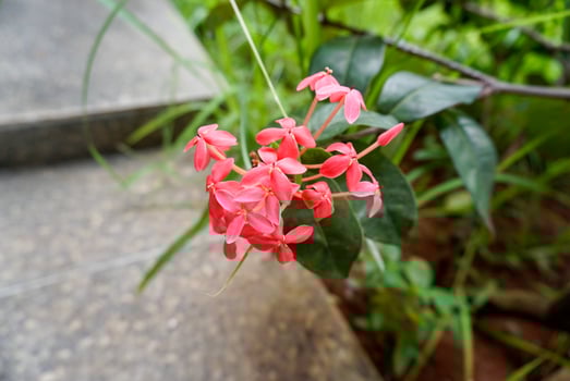 Chinese ixora, lxora chinensis lam photo