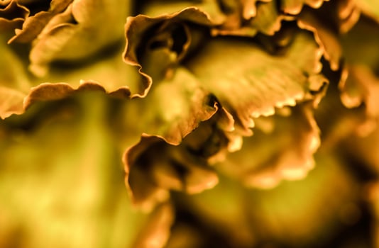 Abstract floral background, orange carnation flower. Macro flowers backdrop for holiday brand design photo