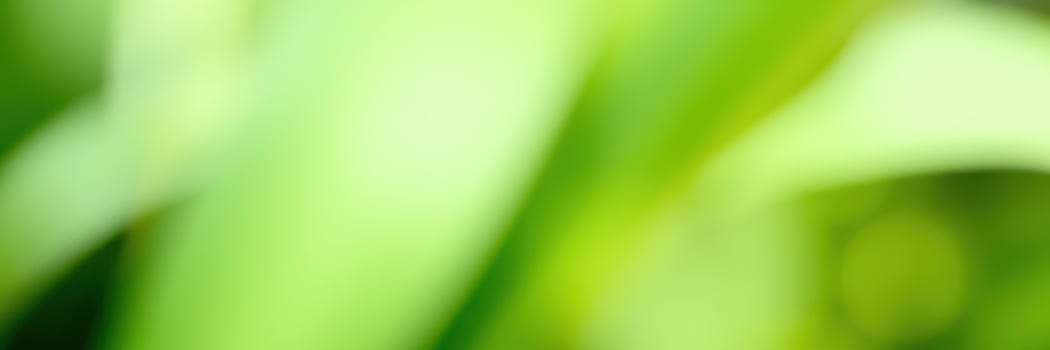 Lush green leaves glistening with dew in a serene garden setting during early morning light photo