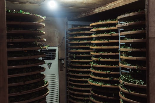 Indoor Herb Drying Room Featuring Stacked Racks to Efficiently Dry Fresh Herbs for Cooking photo