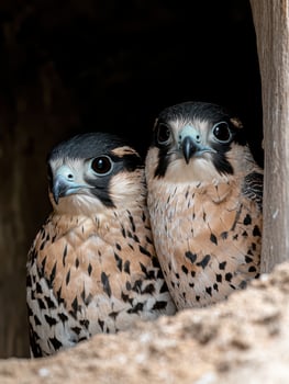 Pair of curious falcon chicks peeking out from a wooden nest photo