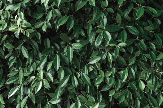 Dark green Banyan leaves in garden photo